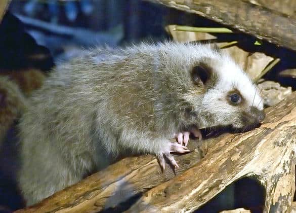 動物図鑑・ウスイロホソオクモネズミ